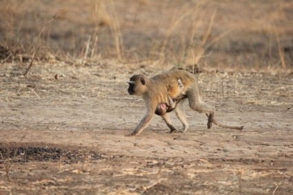 MONOS EN LA CAPE EPIC!