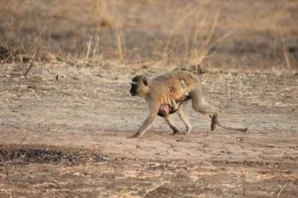 MONOS EN LA CAPE EPIC!